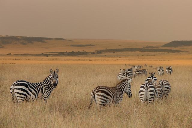 019 Kenia, Masai Mara, zebra's.jpg